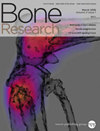 Bone Research杂志封面